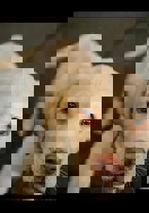 Photos from Royal Canadian Legion, L...